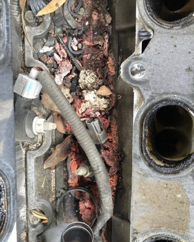 Rodent nest and debris found under an intake manifold